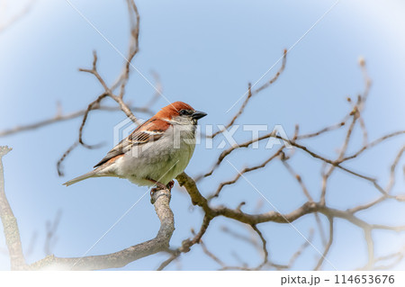 北海道の5月、ニュウナイスズメの春。 114653676