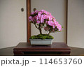 盆栽（さつき） 114653760