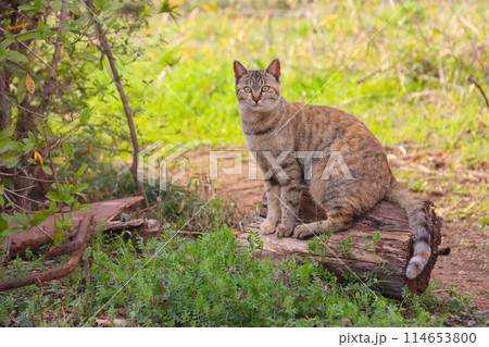 切り株に座って可愛く見つめる里山の野良猫 114653800
