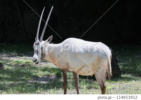 アラビアオリックス 114653912