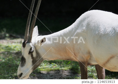 アラビアオリックス 114653913