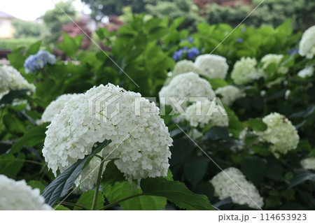 白い紫陽花アナベル 白い紫陽花アナベル 114653923