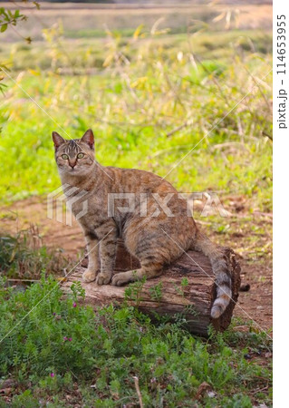 切り株に座って見つめる里山の野良猫 114653955