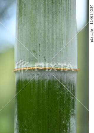 若いモウソウチク(孟宗竹)の節 若いモウソウチク(孟宗竹)の節 114654034