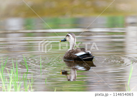北海道の5月、春のカルガモ。 114654065
