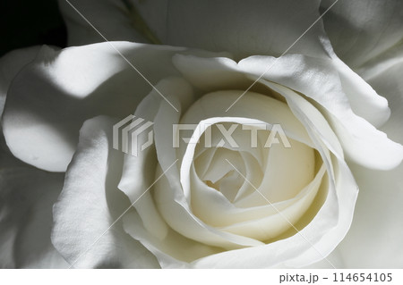 春の薔薇 114654105