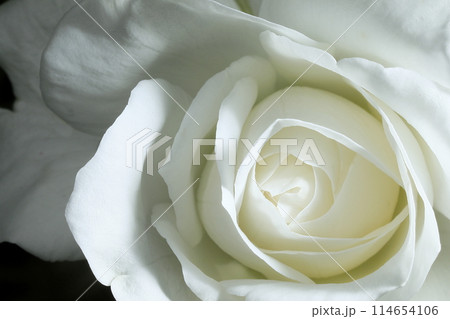 春の薔薇 114654106