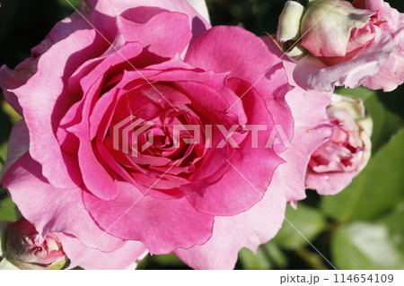 春の薔薇 春の薔薇 114654109