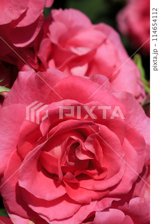 春の薔薇 春の薔薇 114654112