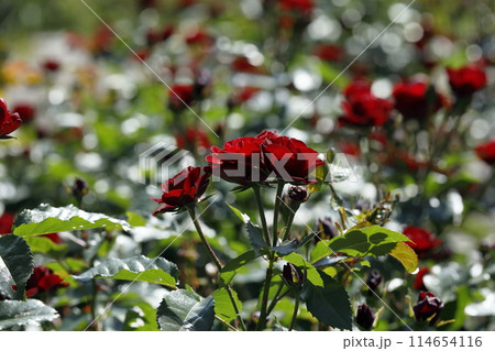 春の薔薇 春の薔薇 114654116