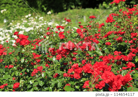 春の薔薇 春の薔薇 114654117