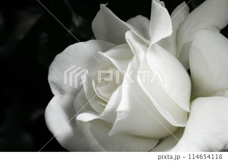 春の薔薇 春の薔薇 114654118