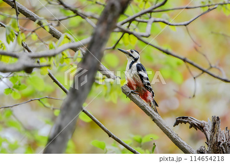 北海道の5月、春のオオアカゲラ。 114654218