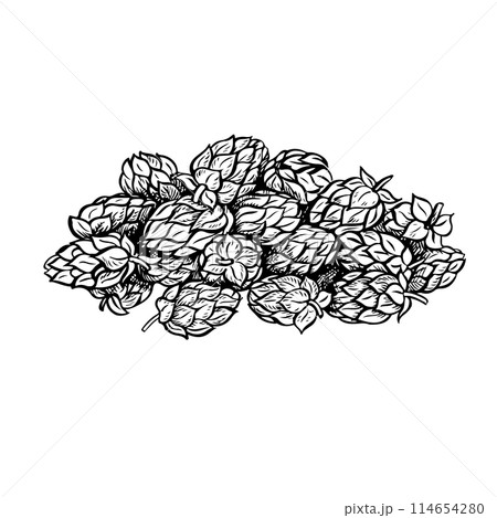 A handful of hop cones. Vector black and white hand-drawn illustration on a white background. Design elements for pub and restaurant menus, labels and posters, logos and packaging. A handful of hop cones. Vector black and white hand-drawn illustration on a white background. Design elements for pub and restaurant menus, labels and posters, logos and packaging. 114654280