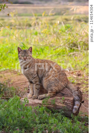 切り株に座って可愛く見つめる里山の野良猫 切り株に座って可愛く見つめる里山の野良猫 114654304