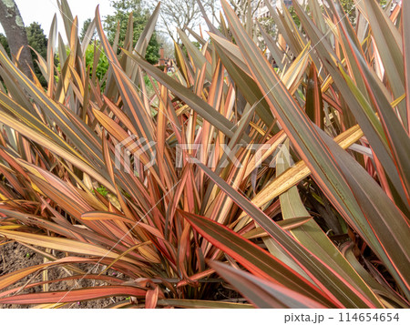 New Zealand flax or New Zealand hemp or phormium tenax plant closeup. 114654654