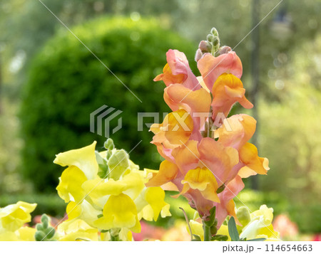 Antirrhinum majus or common snapdragon peach pink spike inflorescence Antirrhinum majus or common snapdragon peach pink spike inflorescence 114654663