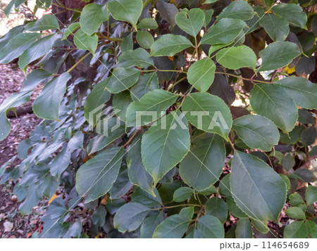 Bischofia javanica or bishop wood plant leaves 114654689