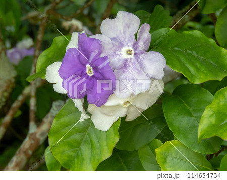 Brunfelsia or raintree or yesterday-today-tomorrow or lady of the night plant with flowers. Brunfelsia or raintree or yesterday-today-tomorrow or lady of the night plant with flowers. 114654734