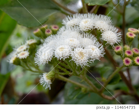 Ageratina adenophora or eupatorium adenophorum or crofton weed flowers closeup Ageratina adenophora or eupatorium adenophorum or crofton weed flowers closeup 114654735