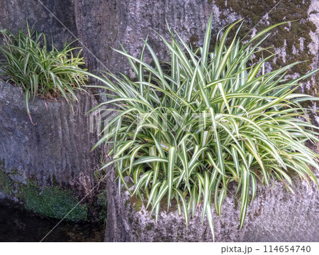 Chlorophytum comosum or spider plant 114654740