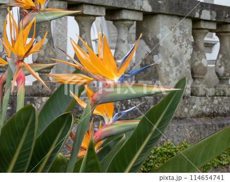 Strelitzia or bird of paradise flowers 114654741