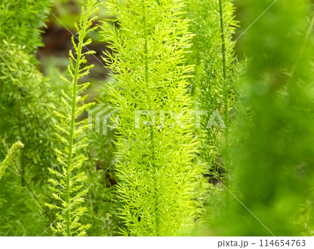 Asparagus densiflorus or asparagus fern plant closeup. 114654763