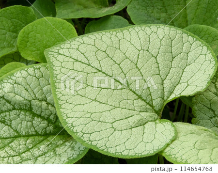 Brunnera macrophylla or largeleaf brunnera heart shaped leaf closeup Brunnera macrophylla or largeleaf brunnera heart shaped leaf closeup 114654768