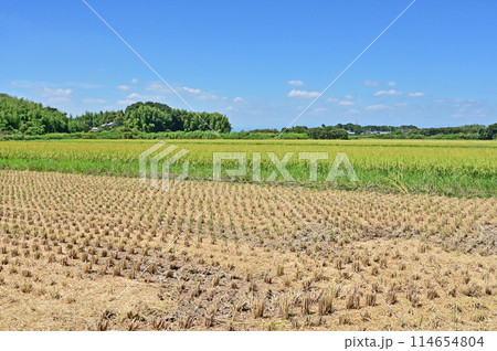 田園風景：稲穂　栃木県栃木市藤岡町 114654804
