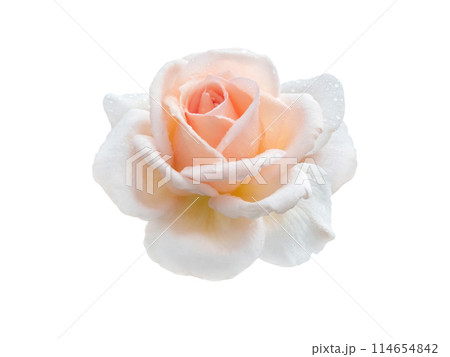 Orange pink rose flower and leaves isolated on white Orange pink rose flower and leaves isolated on white 114654842