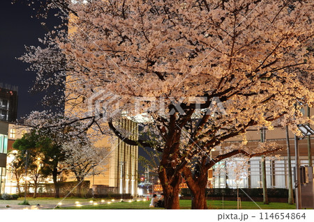 横浜みなとみらい21 桜 夜景 横浜みなとみらい21 桜 夜景 114654864