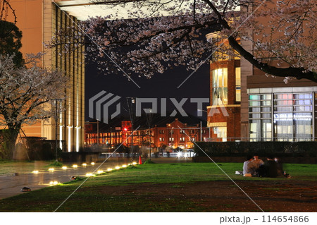 横浜みなとみらい21　桜　夜景 114654866