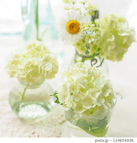 花瓶に生けられた白い花 花瓶に生けた白い花の写真素材 [114654936] - PIXTA