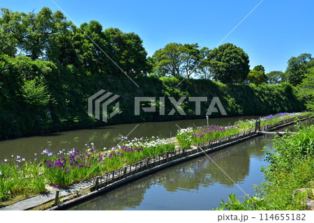 千姫の小径の水路の菖蒲 千姫の小径の水路の菖蒲 114655182