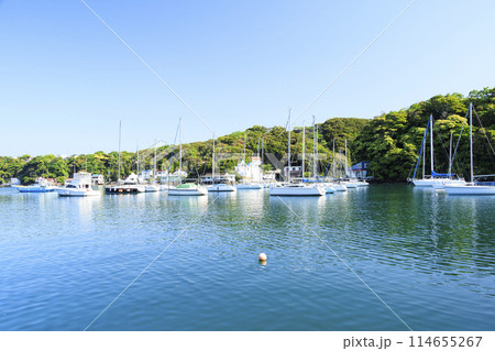 神奈川県三浦市小網代湾の春 114655267