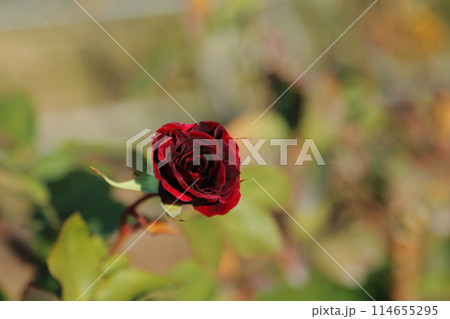 荒尾市 おもやい市民花壇 バラの花、 荒尾市 おもやい市民花壇 バラの花、 114655295