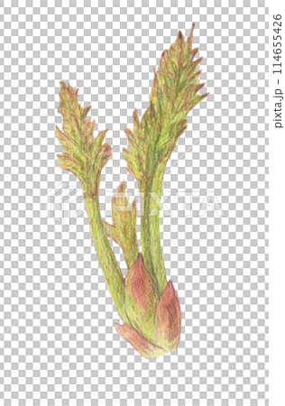 タラの芽　三菜　水彩色鉛筆イラスト 114655426