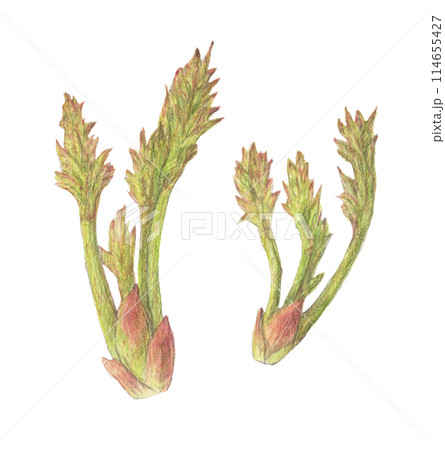 タラの芽　三菜　水彩色鉛筆イラスト 114655427