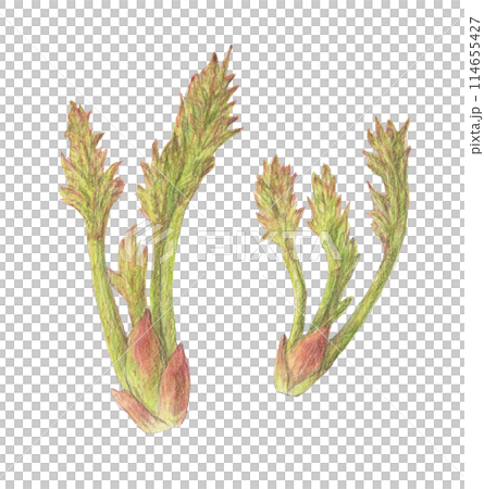 タラの芽　三菜　水彩色鉛筆イラスト 114655427