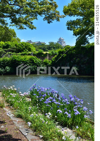 世界遺産姫路城周辺にある千姫の小径のほとりに咲く菖蒲 世界遺産姫路城周辺にある千姫の小径のほとりに咲く菖蒲 114655526