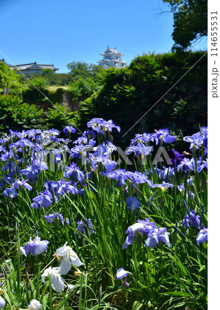 姫路城周辺に紫色の花菖蒲が咲いています 姫路城周辺に紫色の花菖蒲が咲いています 114655531