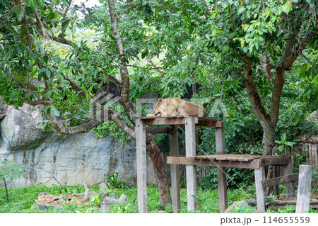 Top view of Lion in the zoo, focus selective 114655559