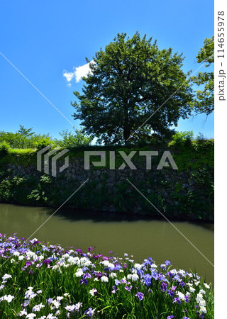 千姫の小径の水路側に咲く菖蒲 千姫の小径の水路側に咲く菖蒲 114655978
