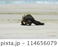 ガラパゴス諸島の砂浜を歩くウミイグアナ 114656079