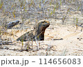 ガラパゴス諸島にて巣穴から顔をのぞかせるウミイグアナ 114656083