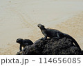 ガラパゴス諸島にて岩の上で休むウミイグアナ 114656085