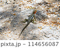 岩の上で休むガラパゴスヨウガントカゲ 114656087