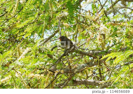 ガラパゴス諸島にて木の枝にとまるフィンチ 114656089