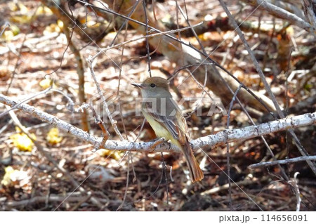 ガラパゴス諸島にて木の枝にとまる鳥 114656091