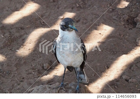 ガラパゴス諸島にて花粉を運ぶツグミ 114656093